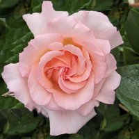 Compassion Rose Bush Flowering Roses Climbing Hybrid Tea Rose Pot