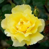 Golden Showers Rose Bush Flowering Roses Climbing Rose Pot