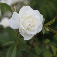 Climbing Iceberg Rose Bush Flowering Roses Climbing Floribunda Rose Pot