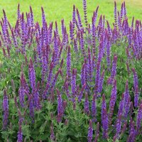 Ostfriesland Balkan Clary Meadow Sage Perennials Flowering Plants Salvia Pot