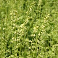 Fringe Cups Perennials Flowering Plants Tellima Grandiflora Pot