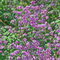 HewittS Double Meadow Rue Perennial Flowering Plants Thalictrum Delavayi Pot
