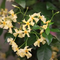 Trachelospermum asiaticum Pink Showers YellowClimbing 60cm Cane Pot