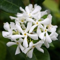 Trachelospermum jasminoides Star Jasmine WhiteClimbing 60cm Cane Pot
