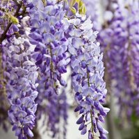 Wisteria sinensis Chinese Wisteria Flowering Vine 60cm Cane Pot