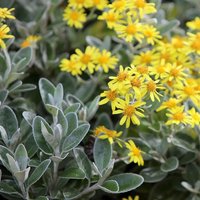 Sunshine Senecio Outdoor Shrub Brachyglottis Pot