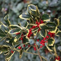 Golden King Holly Outdoor Shrub Ilex x Altaclerensis Pot