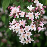 Pink Cloud Beauty Bush Outdoor Shrub Kolkwitzia Amabilis Pot