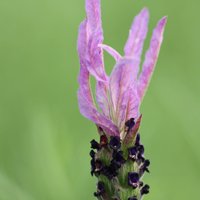 Pedunculata Lavender Outdoor Shrub Lavandula Pedunculata Pot