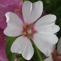 Barnsley Tree Mallow Outdoor Shrub Malva x Clementii Pot