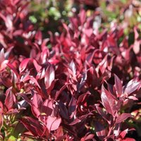 Scarletta Switch Ivy Outdoor Shrub Leucothoe Pot