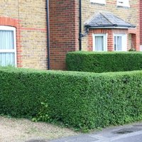 Oval Leaf Privet Outdoor Shrub Ligustrum Ovalifolium Pot