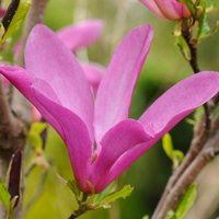 Susan Outdoor Shrub Magnolia Flowering Tree Bush2L Pot 30cm 40cm