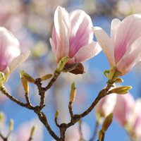 Outdoor Shrub Magnolia x Soulangeana Flowering Tree Bush Pot 30cm