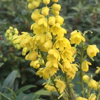 Charity Mahonia Outdoor Shrub Mahonia x Media Pot