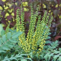 Winter Sun Mahonia Outdoor Shrub Mahonia x Media Garden Plants Pot