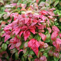 Fire Power Heavenly Bamboo Shrub Nandina Domestica Pot