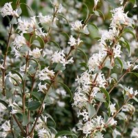 Osmanthus Outdoor Shrub Osmanthus x Burkwoodii Garden Plants Pot