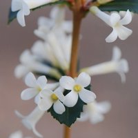 Osmanthus Outdoor Shrub Osmanthus Delavayi Garden Tree Bush Pot