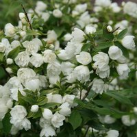 Manteau DHermine Mock Orange Outdoor Shrub Philadelphus Pot