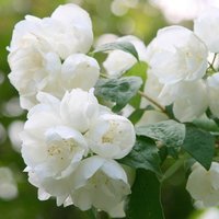 Virginal Mock Orange Outdoor Shrub Philadelphus Garden Plants Pot