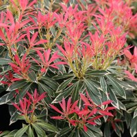 Flaming Silver Lily Valley Outdoor Shrub Pieris Pot
