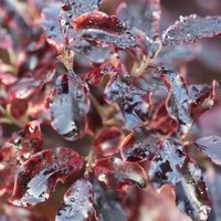 Tom Thumb Tawhiwhi Outdoor Shrub Pittosporum Tenuifolium Pot
