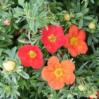Marian Robin Shrubby Cinquefoil Shrub Potentilla Fruticosa Pot Green