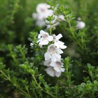 Alpine Mint Bush Outdoor Shrub Prostanthera Cuneata Pot