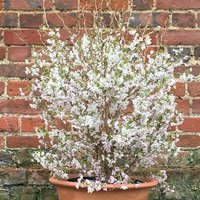 Kojo No Mai Fuji Cherry Outdoor Shrub Prunus Incisa Pot