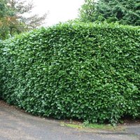Rotundifolia Cherry Laurel Shrub Prunus Laurocerasus Pot 30cm 40cm