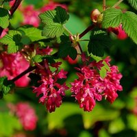 King Edward Vii Flowering Currant Shrub Ribes Sanguineum Pot
