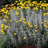 Cotton Lavender Outdoor Shrub Santolina Chamaecyparissus Pot