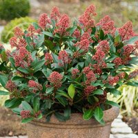 Rubella Japanese Skimmia Outdoor Shrub Skimmia Japonica Pot