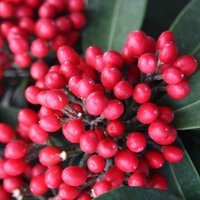 Reevesiana Japanese Skimmia Shrub Skimmia Japonica Pot