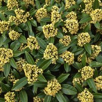 Kew Japanese Skimmia Shrub Skimmia x Confusa Pot