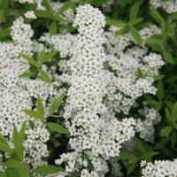 Arguta Bridal Wreath Outdoor Shrub Spiraea Pot