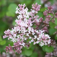 Palibin Korean Lilac Outdoor Shrub Syringa Meyeri Pot