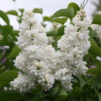 Madame Lemoine Common Lilac Shrub Syringa Vulgaris Pot