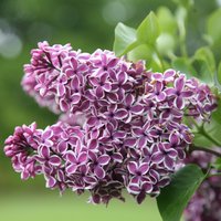 Sensation Common Lilac Outdoor Shrub Syringa Vulgaris Pot