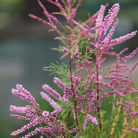 Pink Cascade Tamarisk Outdoor Shrub Tamarix Ramosissima Pot