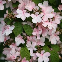 Tomentosum Pink Beauty Japanese Snowball Bush Shrub Viburnum Pot