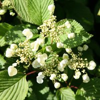 Tomentosum Mariesii Japanese Snowball Bush Shrub Viburnum Plicatum Pot