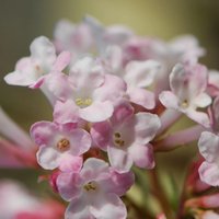 Charles Lamont Outdoor Shrub Viburnum x Bodnantense Pot