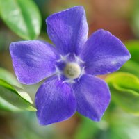 Greater Periwinkle Outdoor Shrub Vinca Major Pot