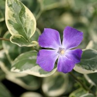 Variegata Greater Periwinkle Outdoor Shrub Vinca Major Pot