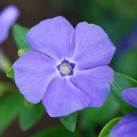 BowlesS Variety Lesser Periwinkle Shrub Vinca Minor Pot