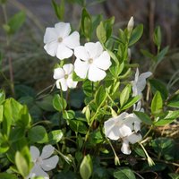 Gertrude Jekyll Lesser Periwinkle Shrub Vinca MinorAlba Pot