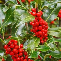 J.C. Van Tol English Holly Outdoor Shrub Ilex Aquifolium Pot