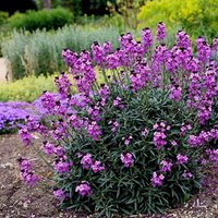 BowlesS Mauve Perennial Wallflower Perennials Flowering Plants Erysimum Pot
